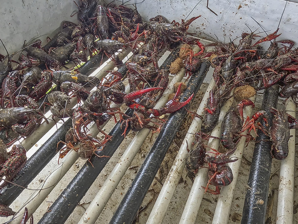 live crawfish on metal grid