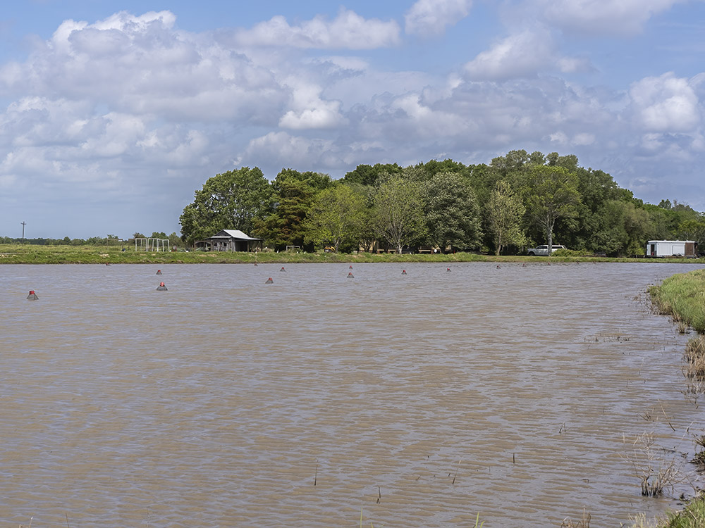pond with crawfish traps and trees in the distance