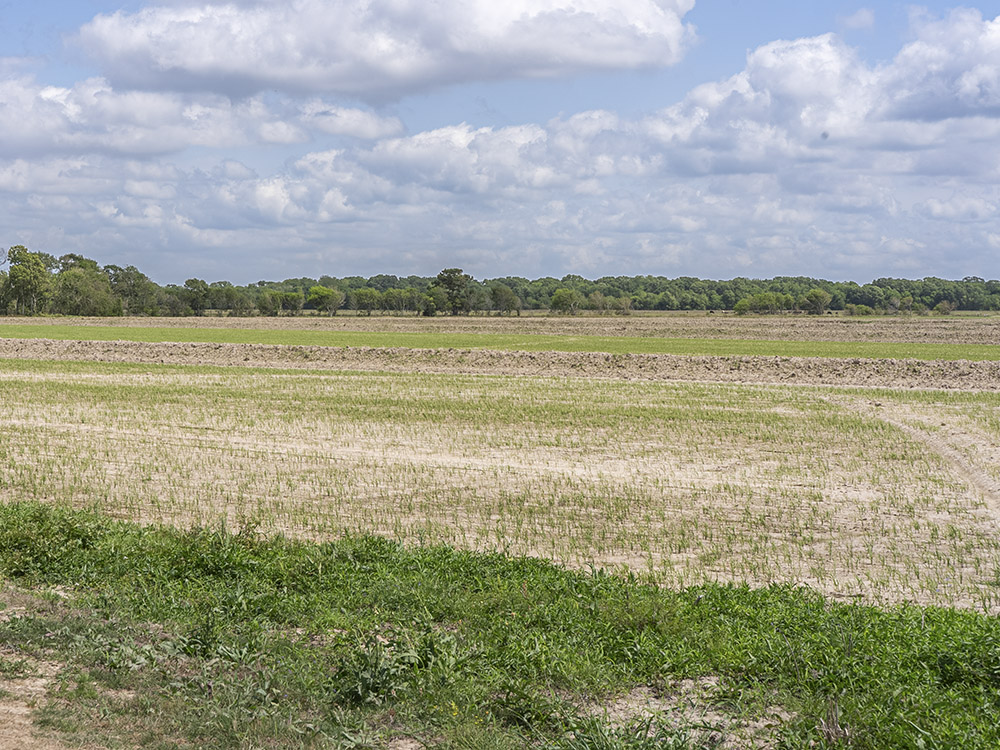 farm field with dirt and new rice crop