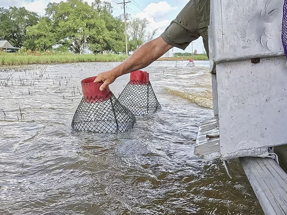 man's hand grabbing crawfish trap in water