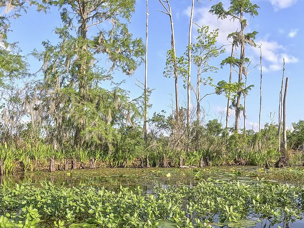 cypress trees and water lilies in a bayou