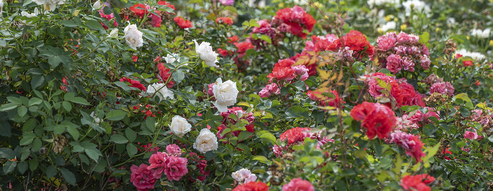 multi-color blooming roses on bushes at American Rose Center