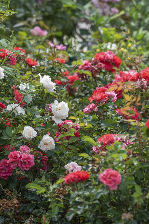 multi-color blooming roses on bushes at American Rose Center