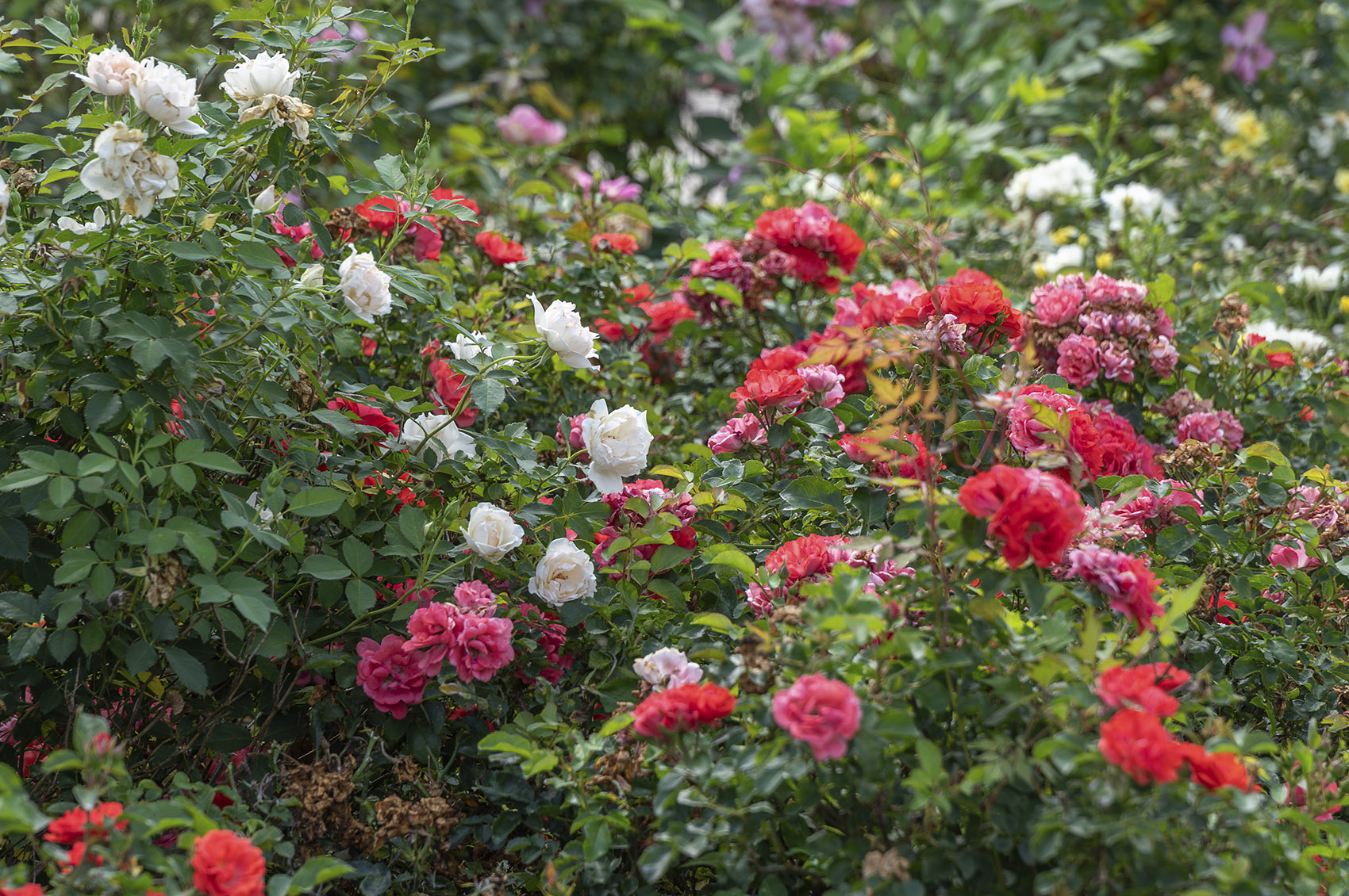 multi-color blooming roses on bushes at American Rose Center