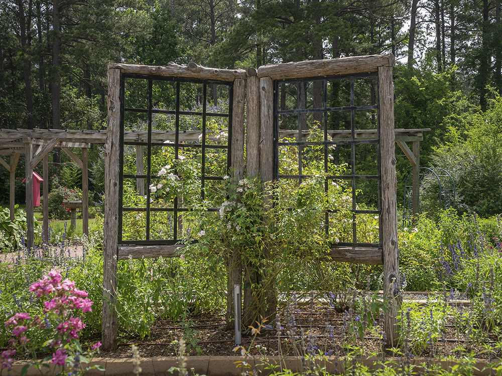rambler rose bush on wood frame in garden