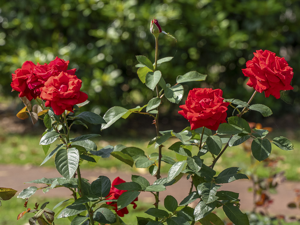 red roses in garden