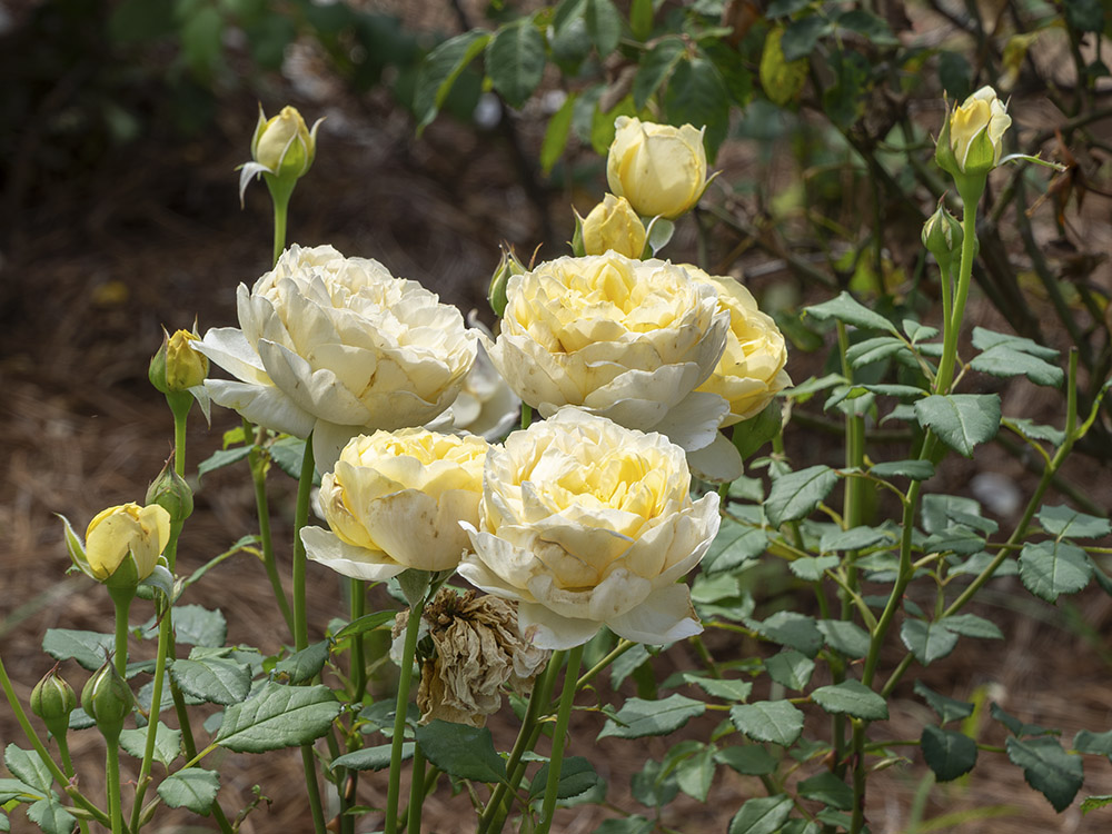 yellow roses and bushes in garden