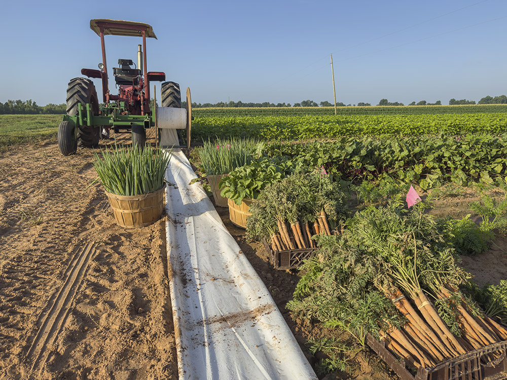 tractor and bushels of picked vegetables in farm field