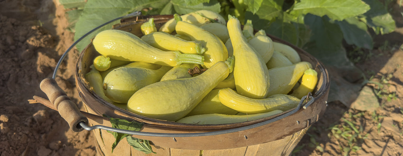 bushel basket of yellow squash in the field