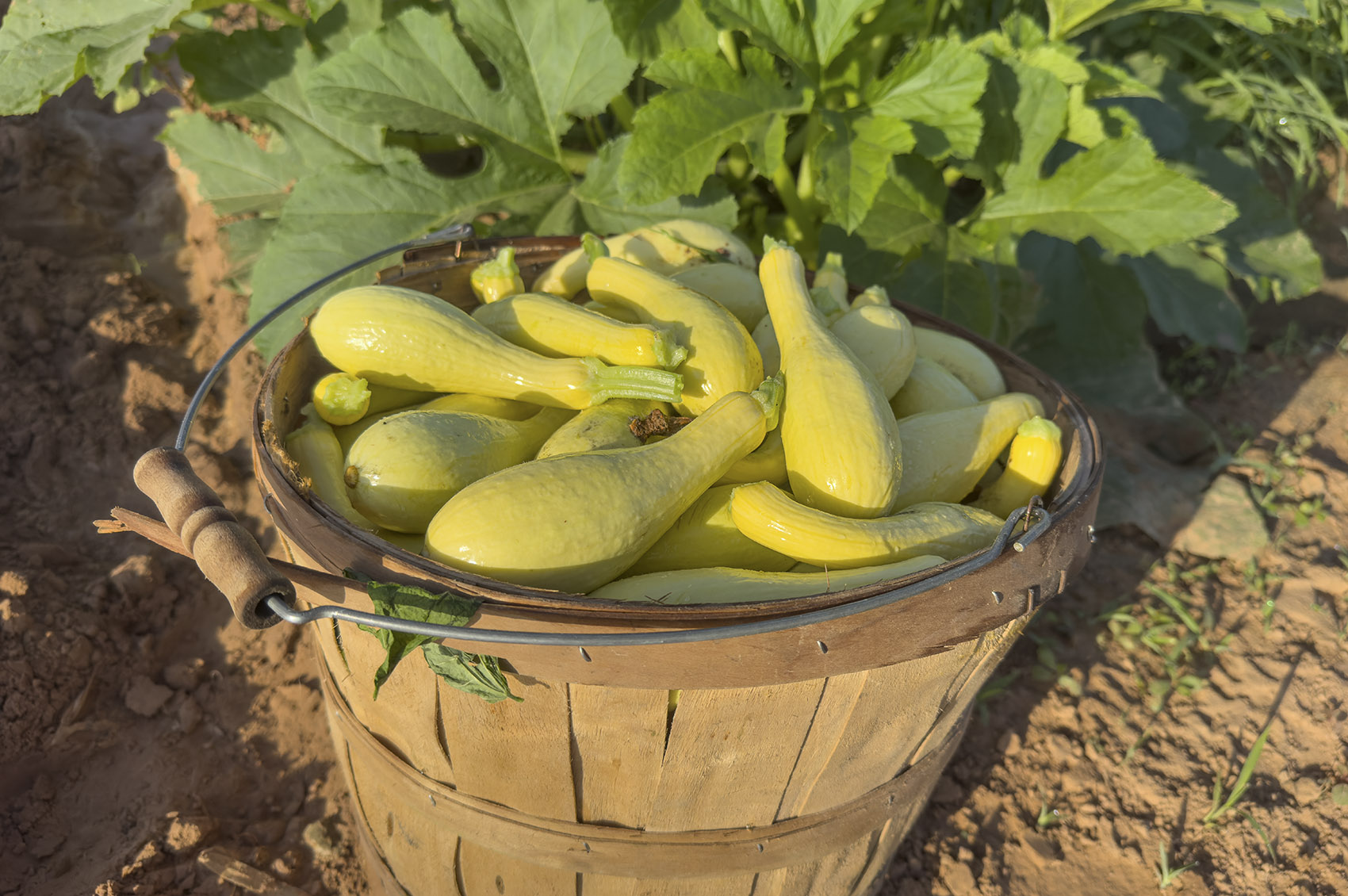 bushel basket of yellow squash in the field