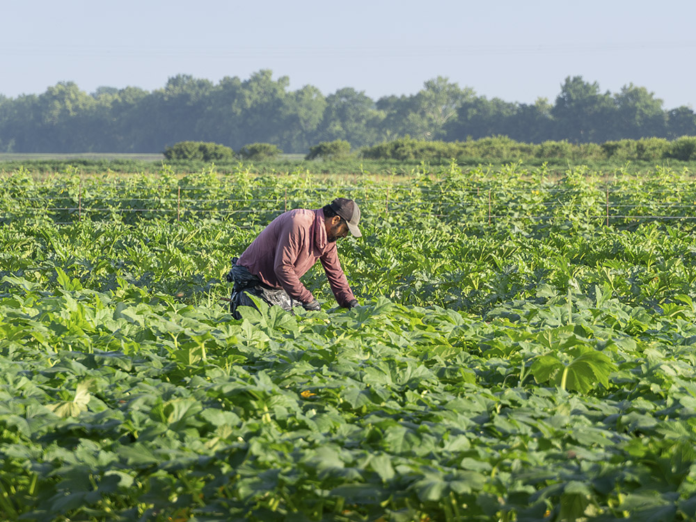 man wearing hat scarf and orange shirt harvesting vegetables in farm field