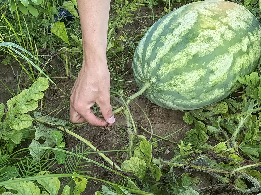 hand holding stem of Louisiana watermelon in the field