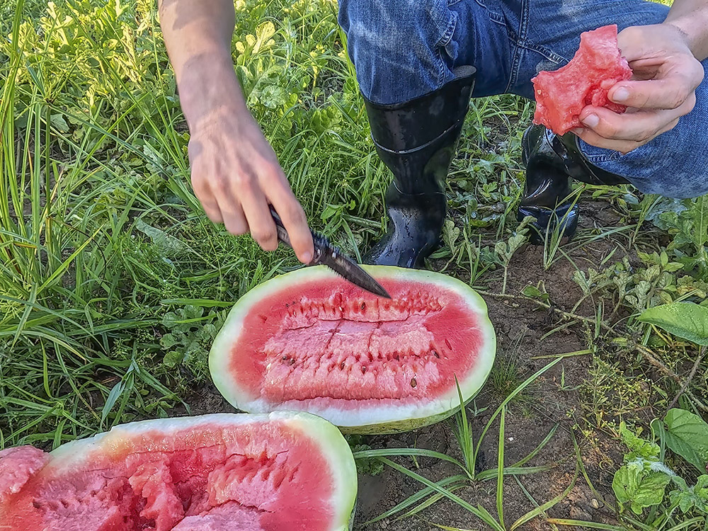 hand holding knife cutting open watermelon in field