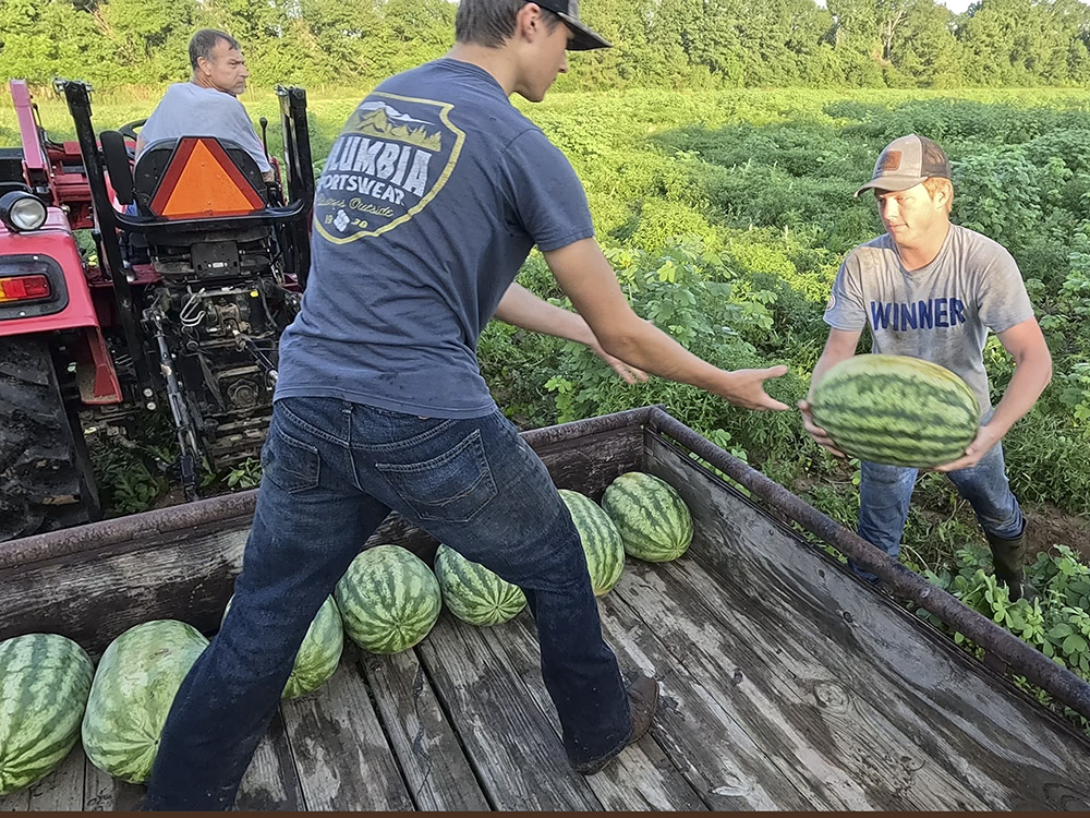 watermelons being loaded in trailer attached to tractor biy two young men.