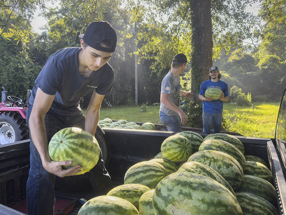 men loading watermelons into back of pickup truck