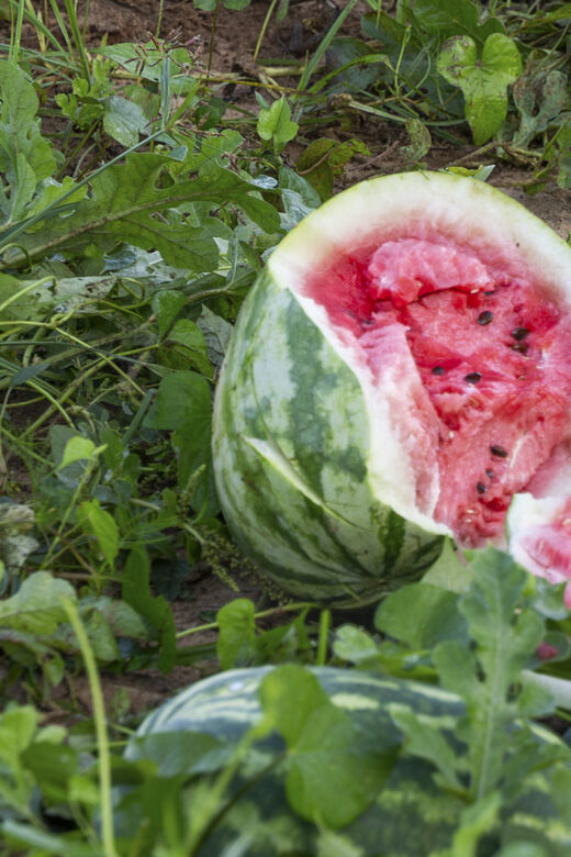 open watermelon in field