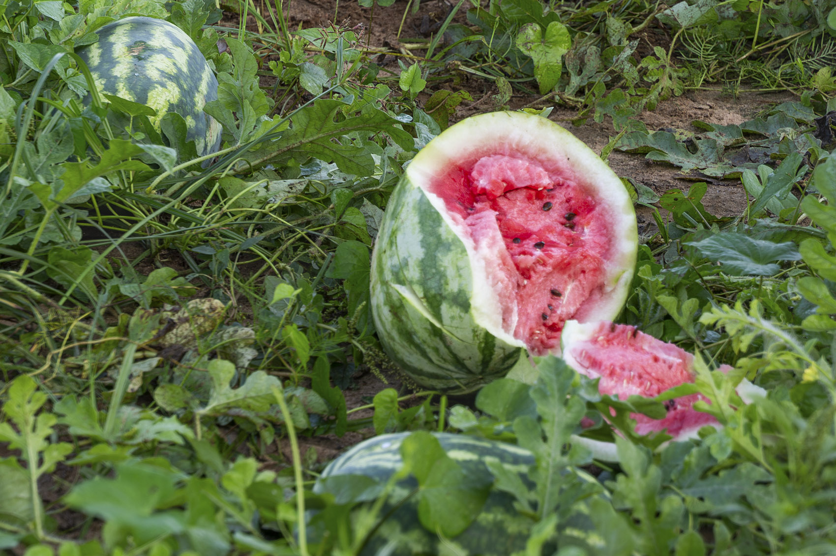 open watermelon in field