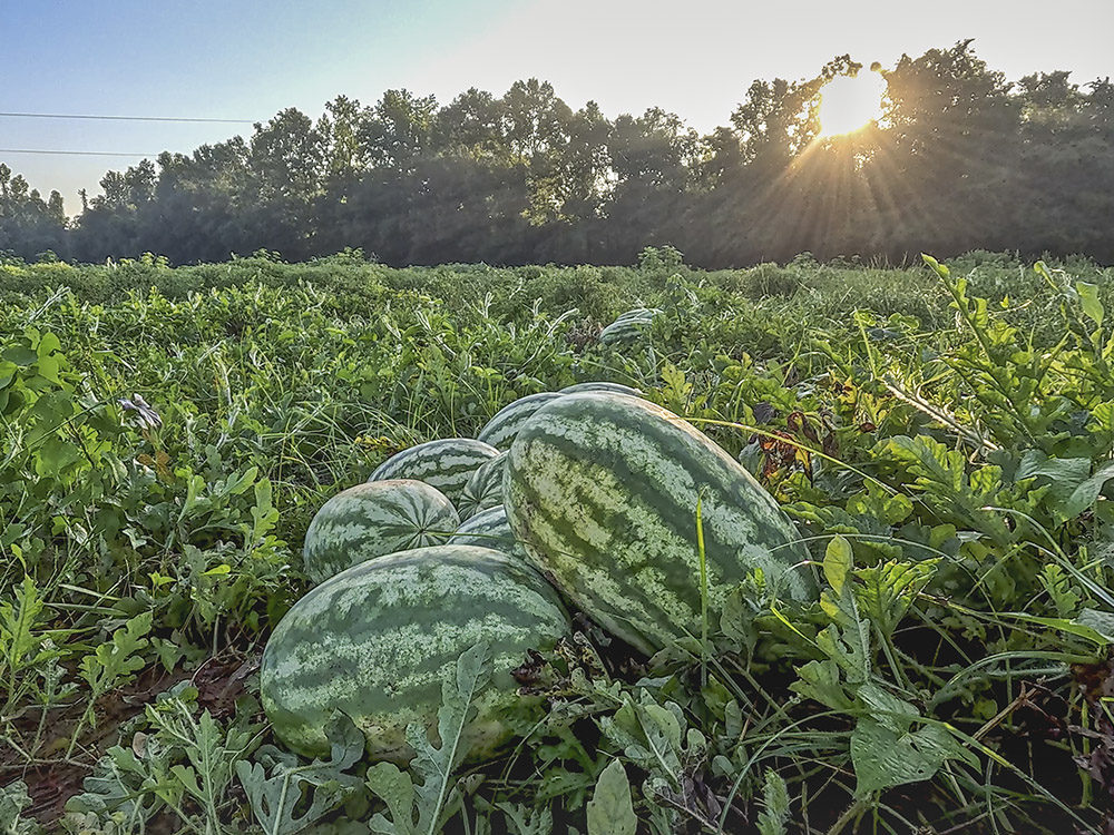 small pile of watermelons in the field at sunrise
