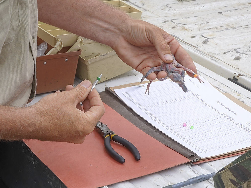 man holding woodpecker chick at putting colored bands on leg