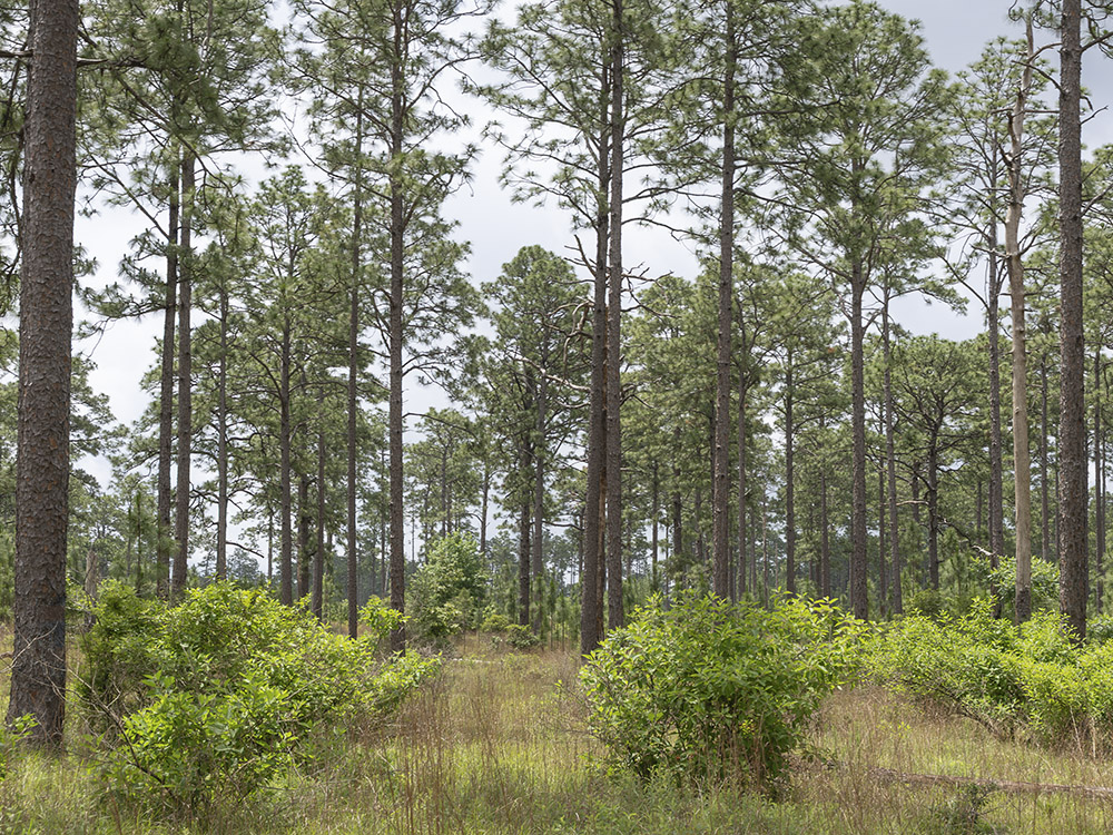 Forest of longleaf pine trees