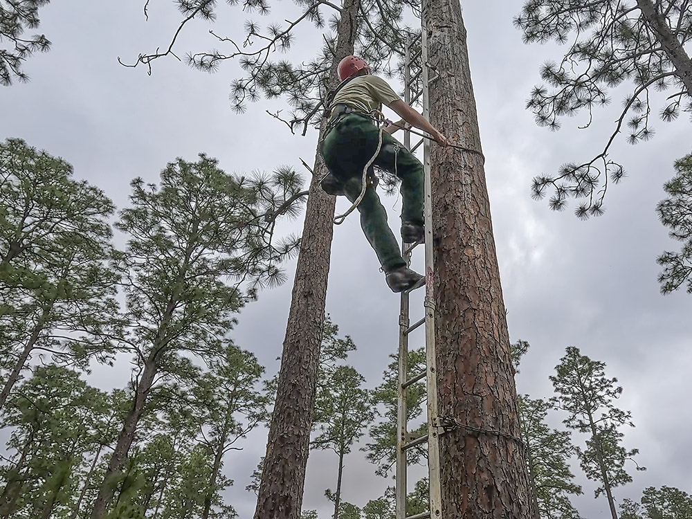 man wearing red helmet climbs ladder up pine tree