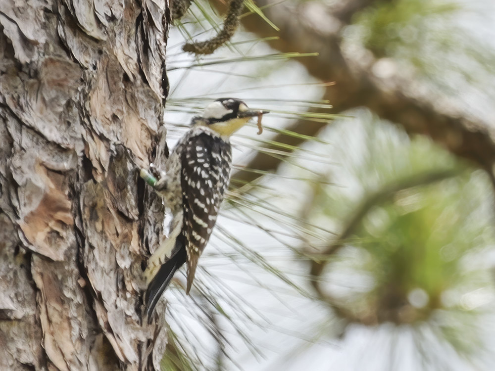 red cockaded woodpecker clings to trunk of pine tree