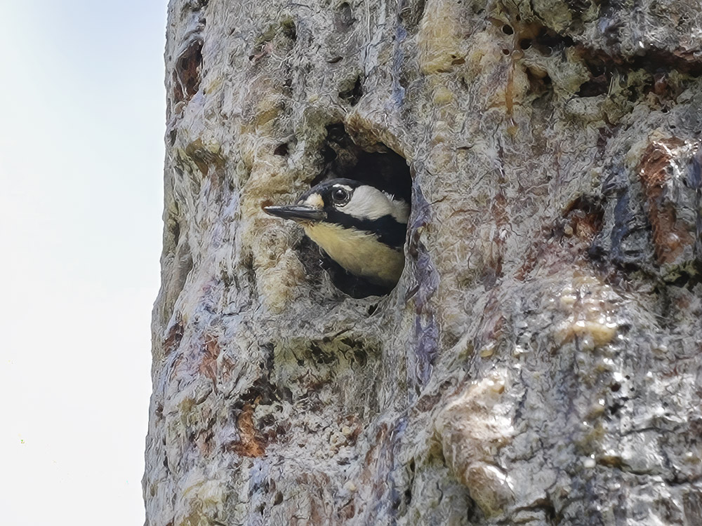 woodpecker looks out nest hole in pine tree