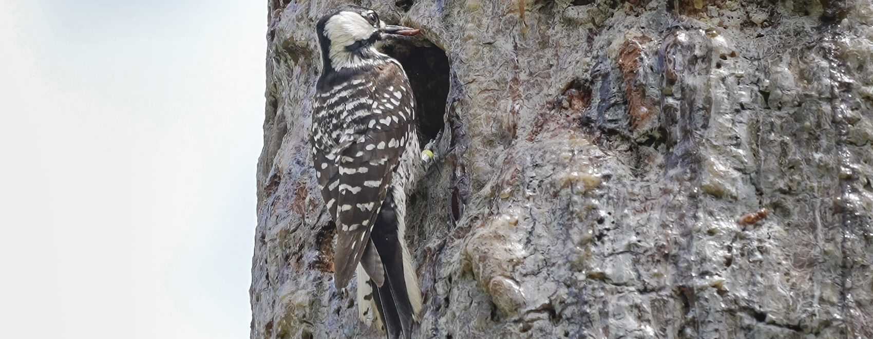 red-cockaded woodpecker at nest hole in pine tree