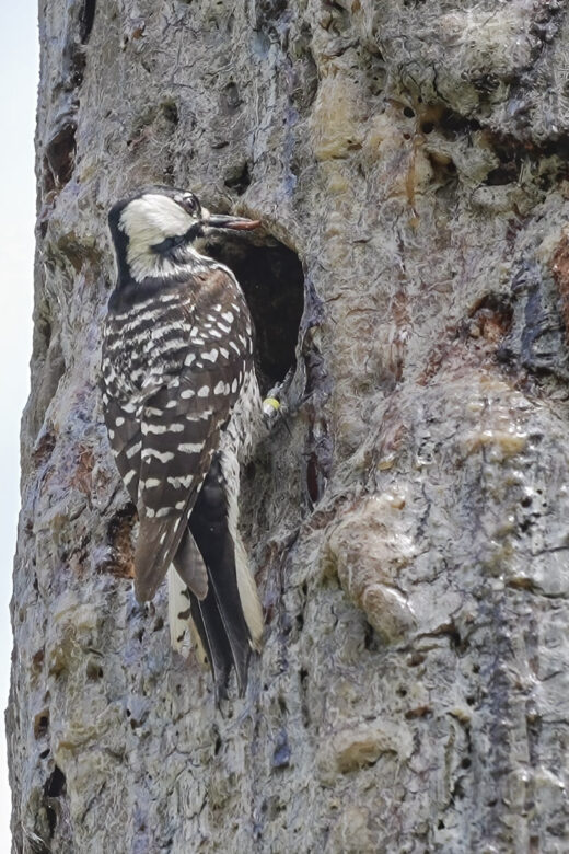 red-cockaded woodpecker at nest hole in pine tree