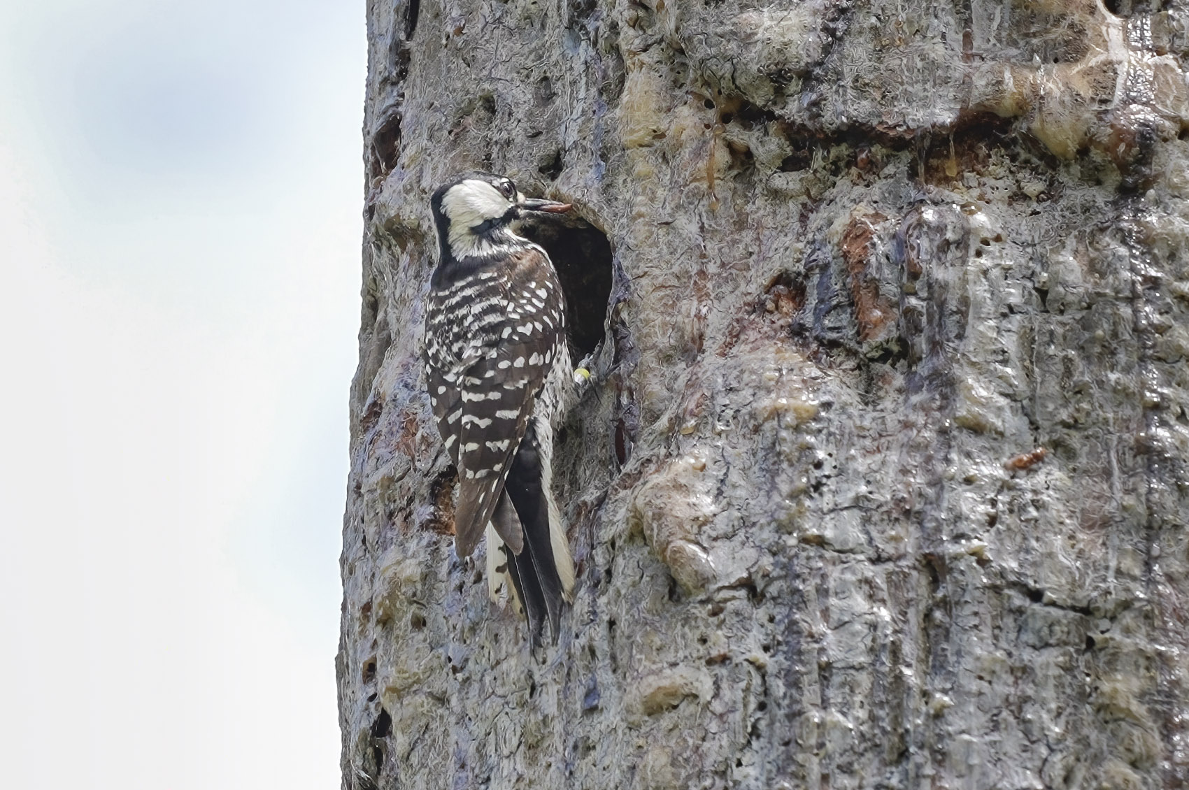 red-cockaded woodpecker at nest hole in pine tree