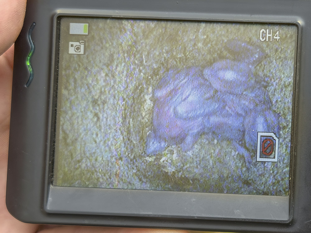 small video screen reveals two small chicks in nest
