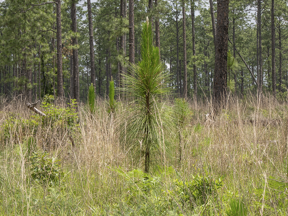 young longleaf pine trees in forest