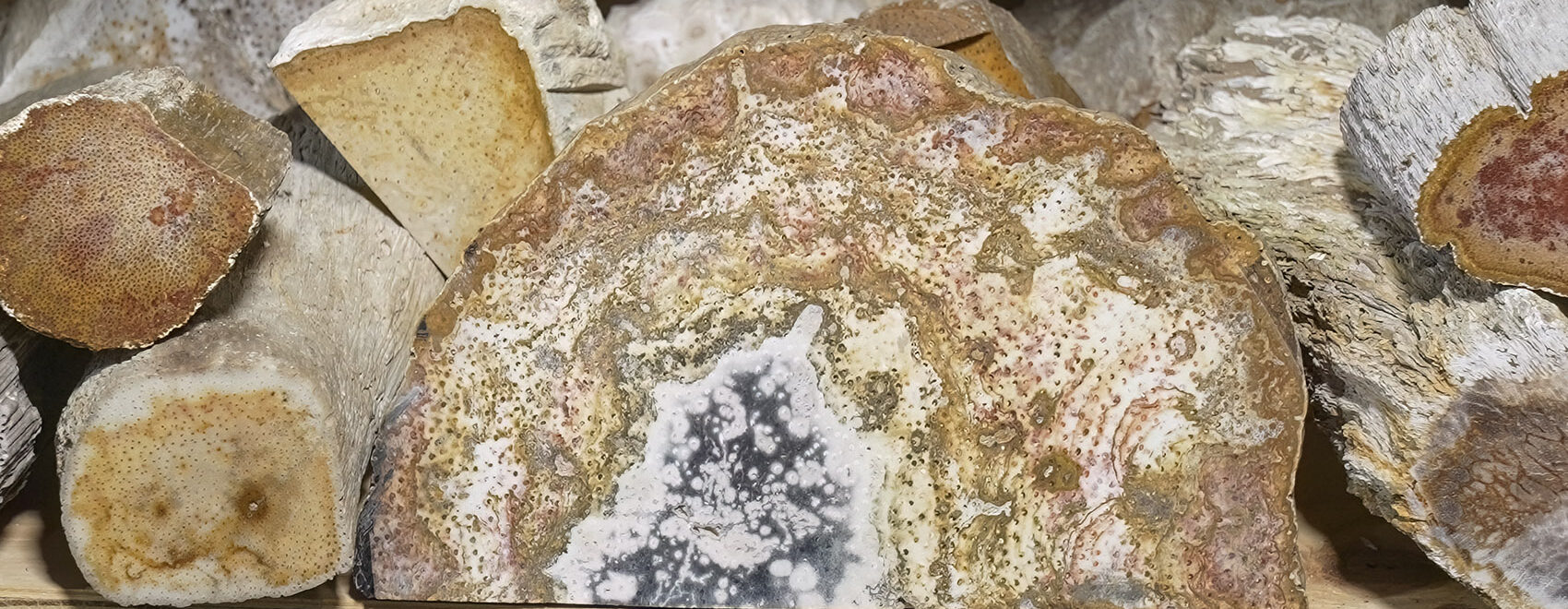 pieces of Louisiana petrified wood gemstone
