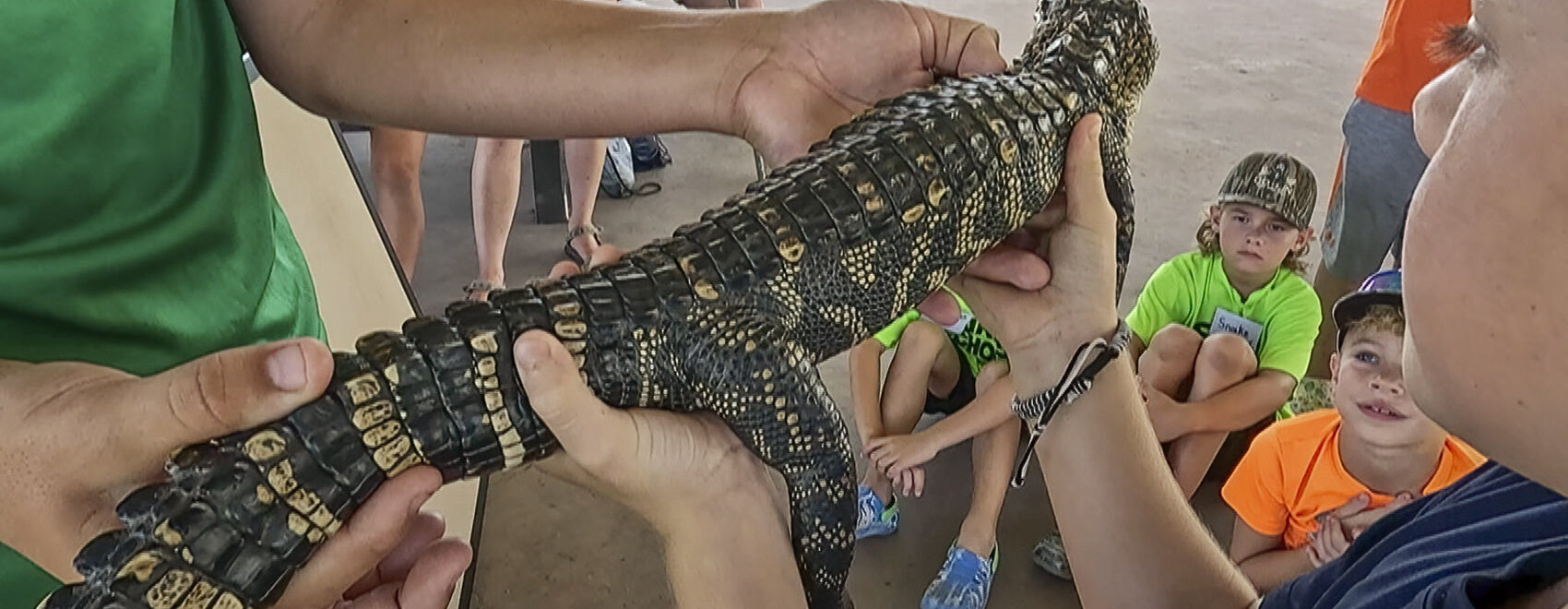 boy holds small alligator in swamp school