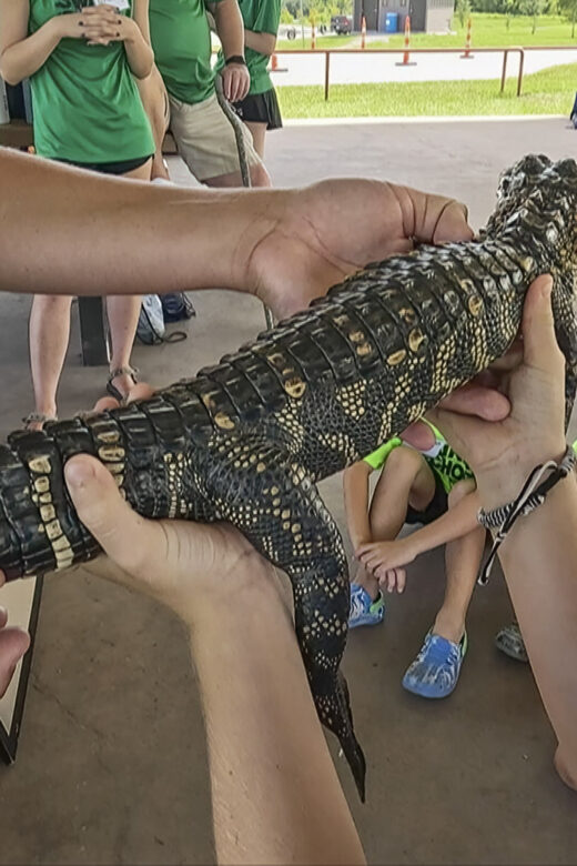 boy holds small alligator in swamp school
