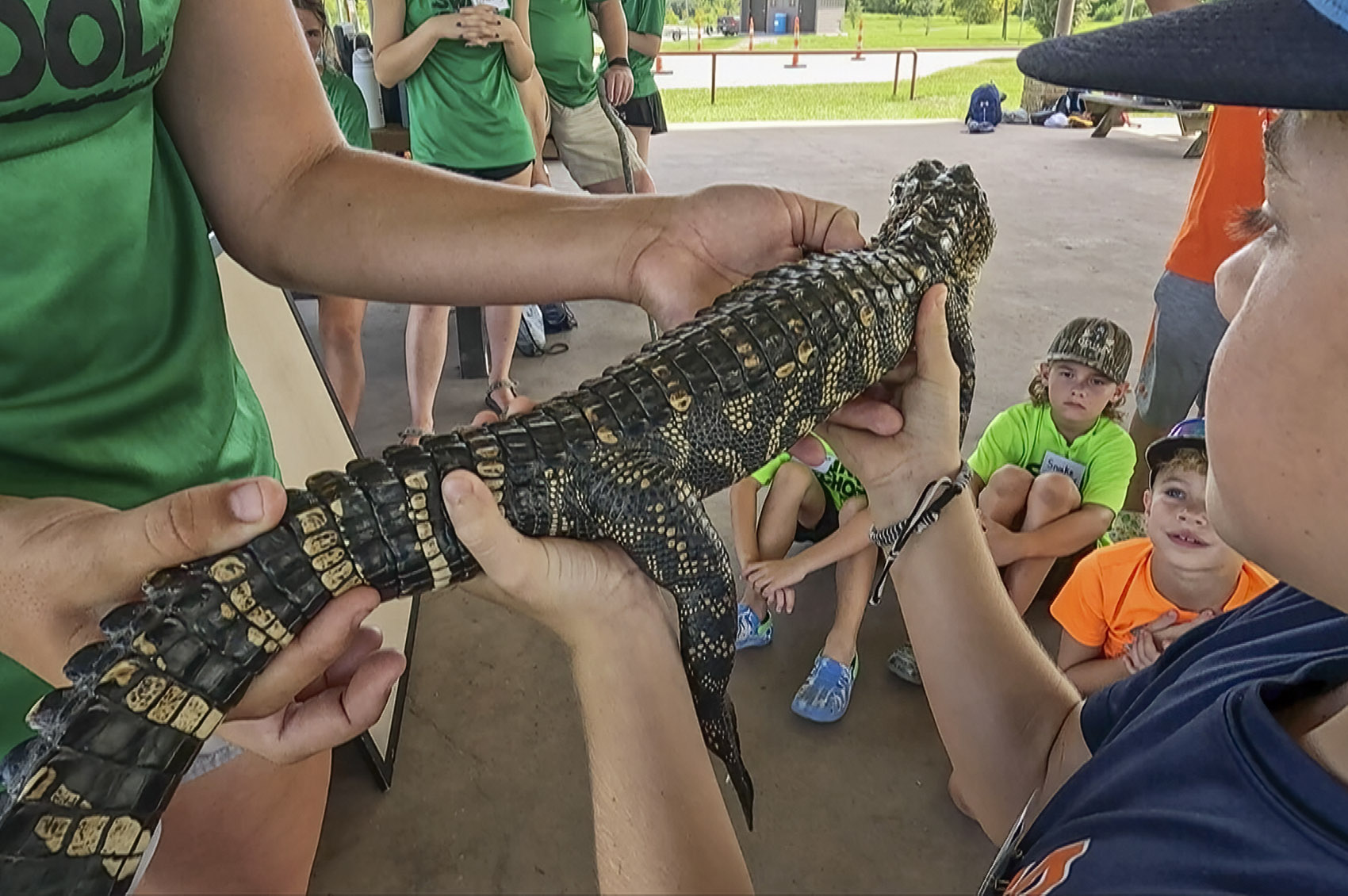 boy holds small alligator in swamp school