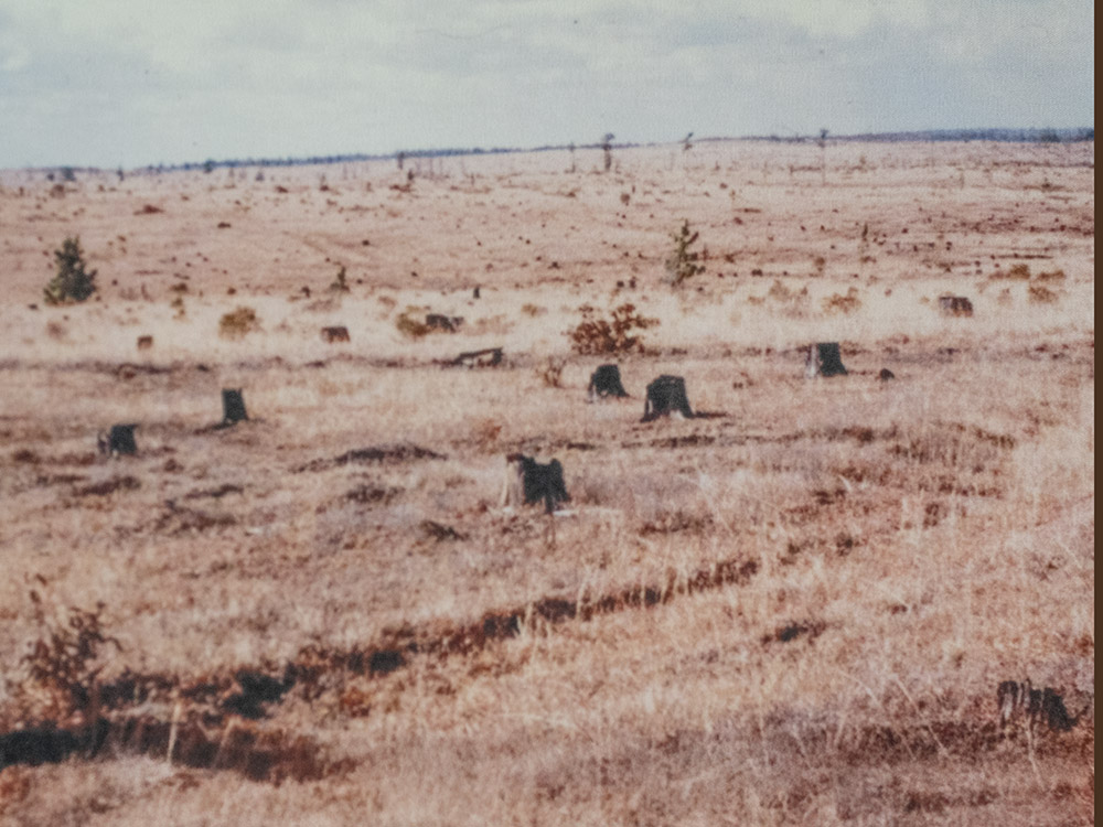 old color photo showing stumps where forest was clearcut