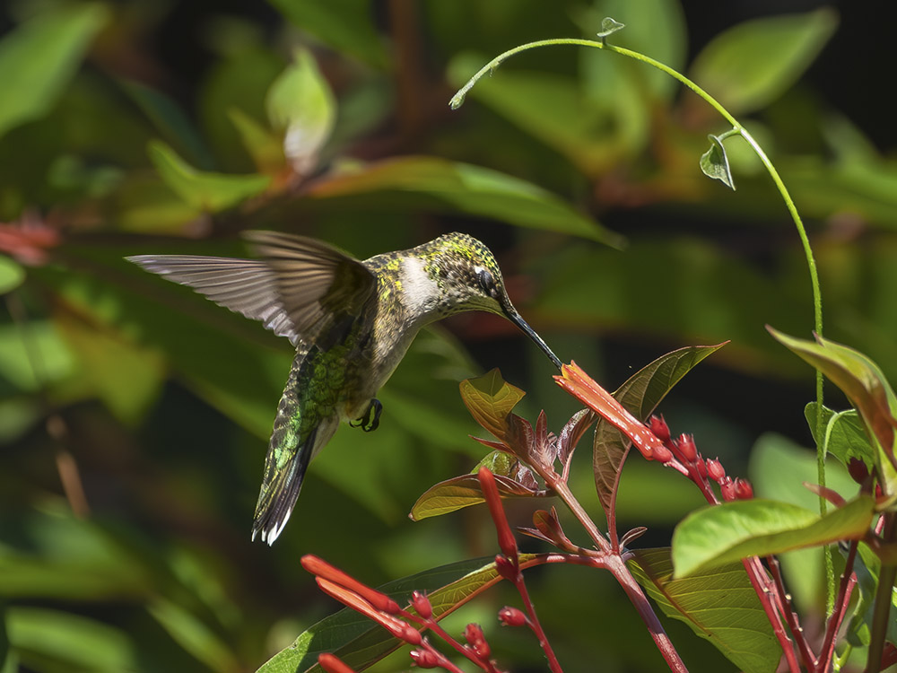 hummingbird feeds on red flowers