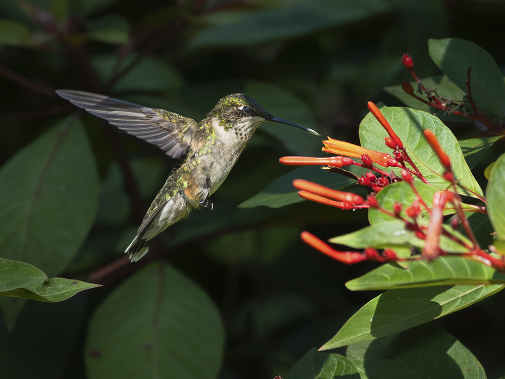 juvenile male ruby throated hummingbird at red flowers