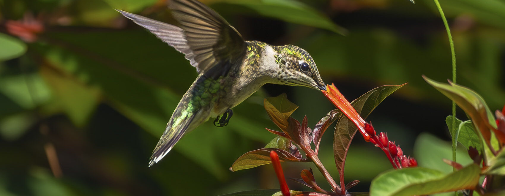 hummingbird feeding on red flower in bush