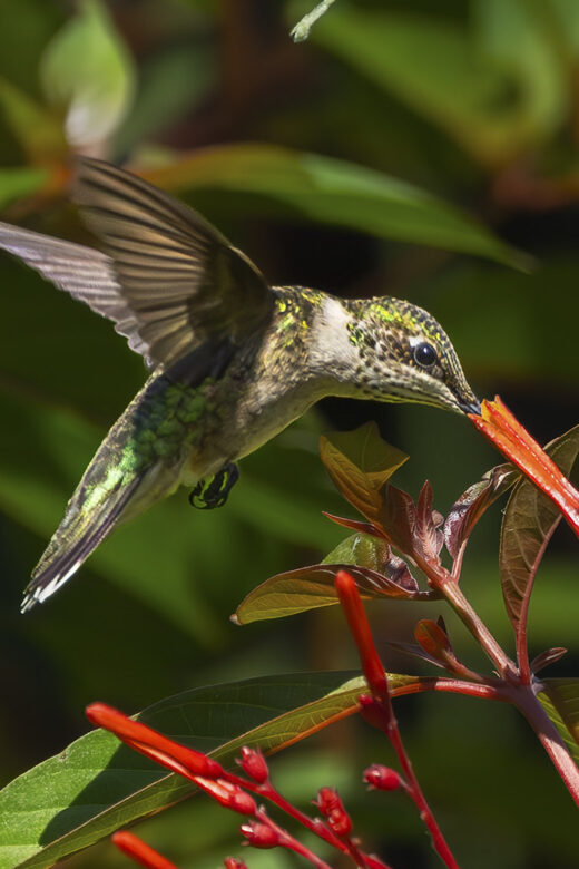 hummingbird feeding on red flower in bush