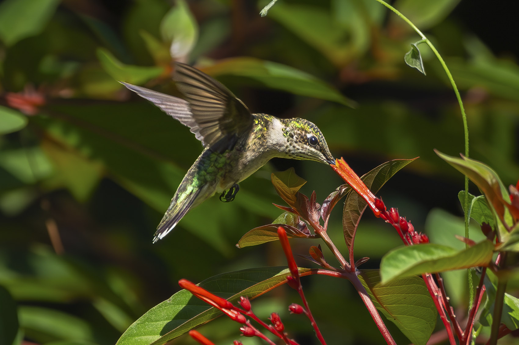 hummingbird feeding on red flower in bush