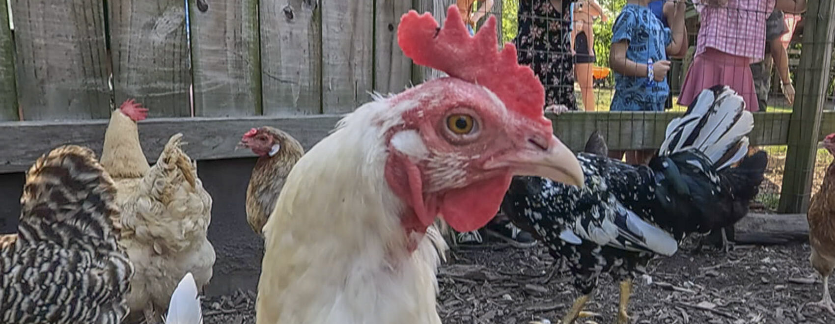 white chicken with red head in pen near children