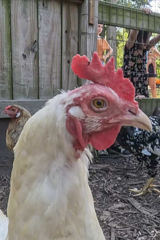 white chicken with red head in pen near children