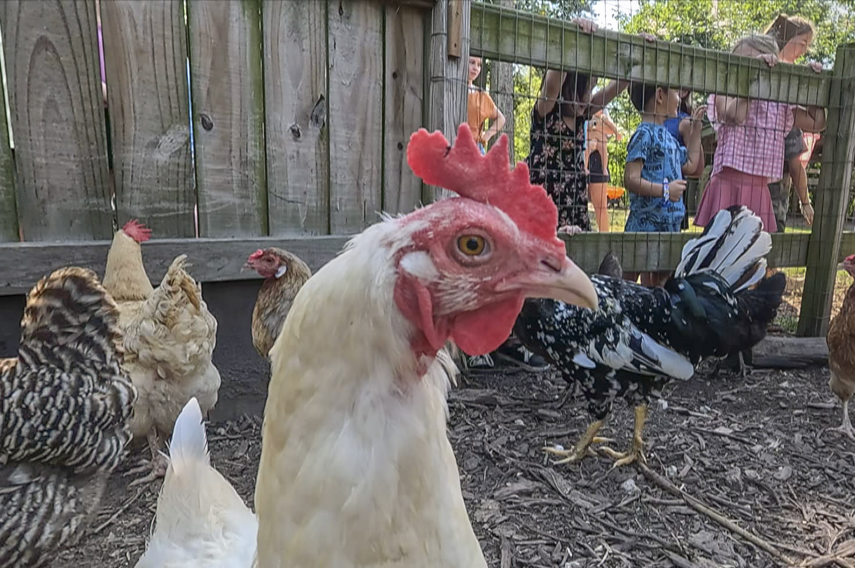 white chicken with red head in pen near children