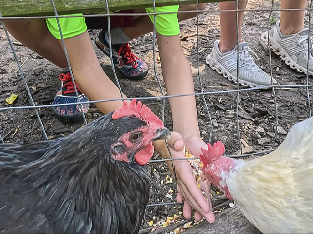 black and white chickens eating feed from the hands of children through wire fence