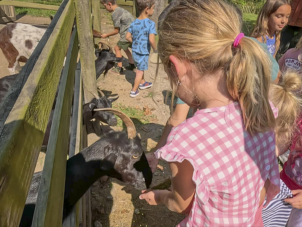 girl in pink and white shirt feeds black goat through fence on Sugar Roots Farm