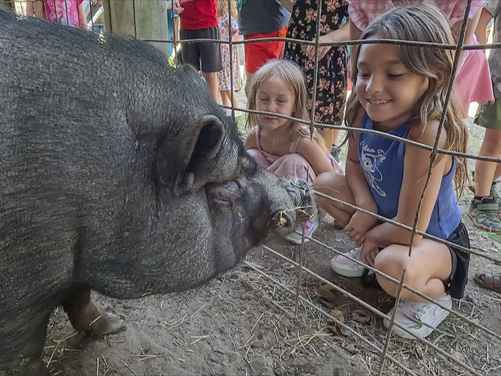 young girls looking at face of potbelly pig in pen