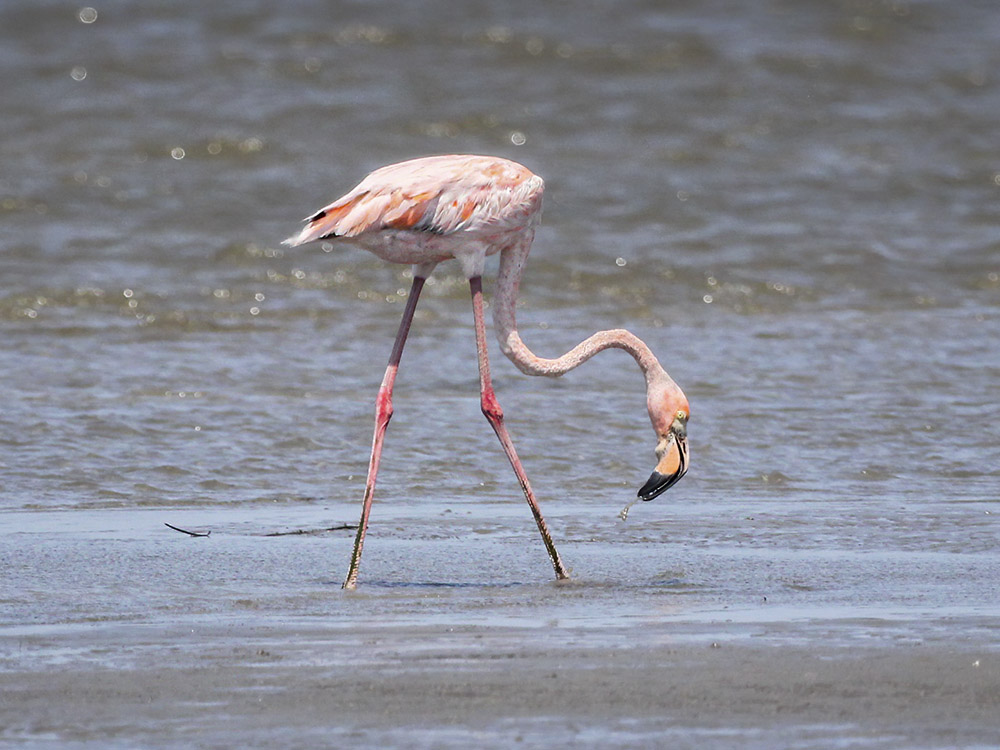 pink flamingo leans with near near shallow water near shore