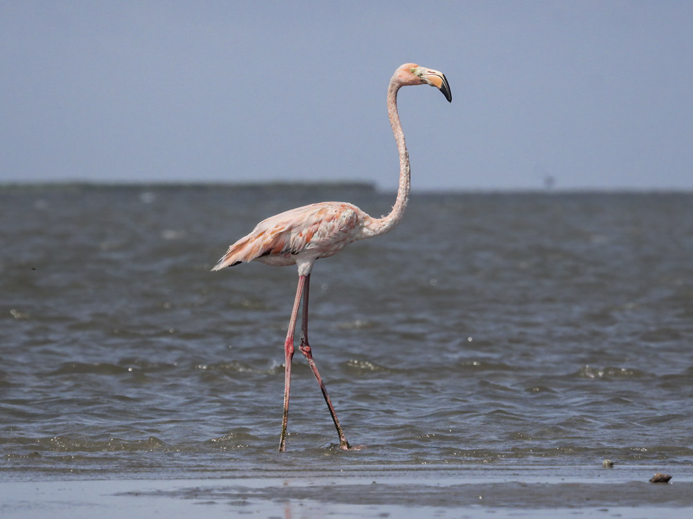 pink flamingo stands in shallow water near shore